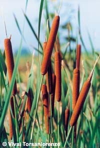 typha_latifolia.jpg